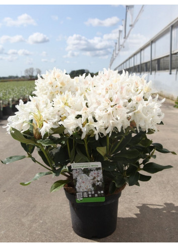 RHODODENDRON CUNNINGHAM'S WHITE En pot de 10-12 litres