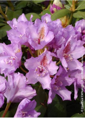 RHODODENDRON FASTUOSUM PLENUM