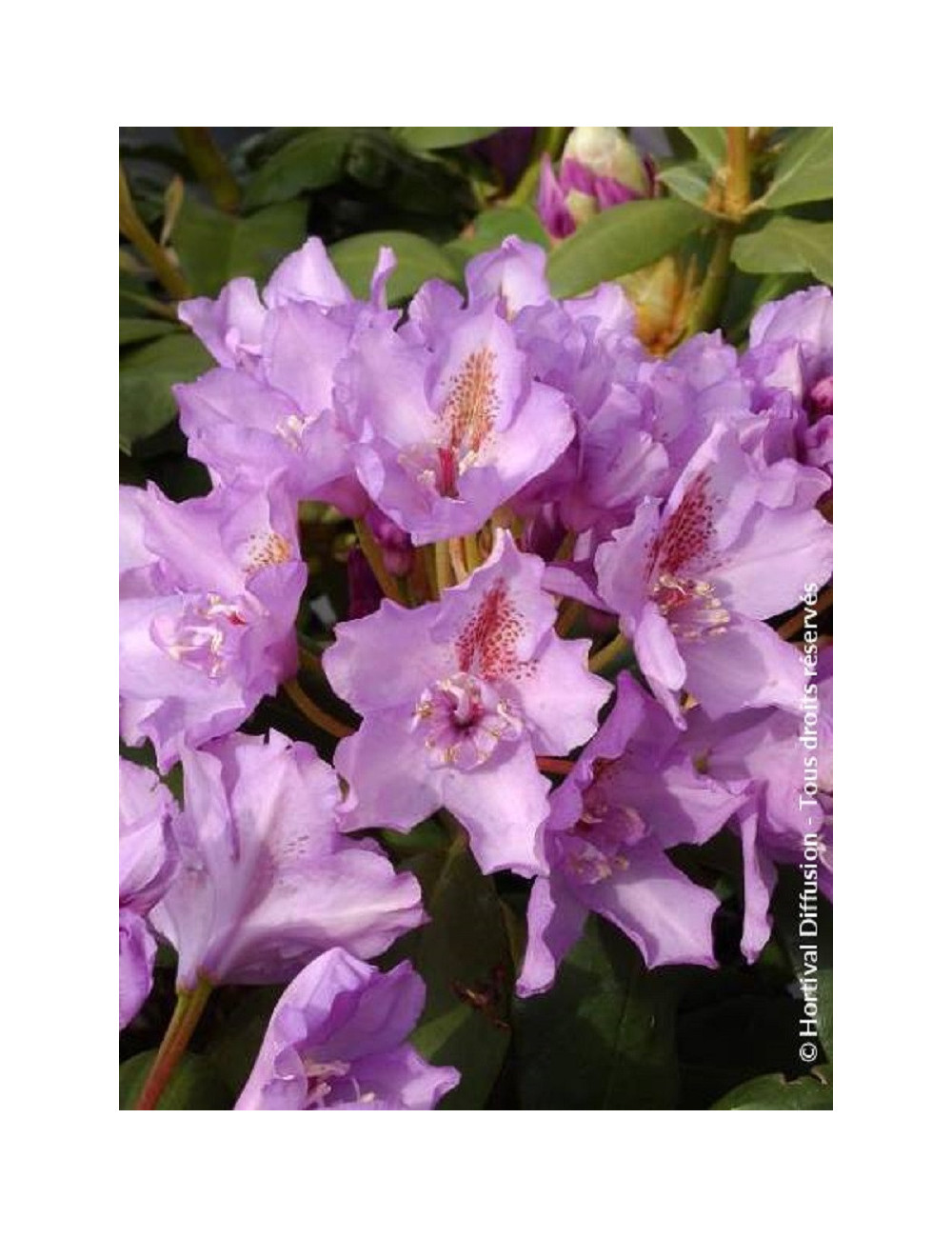 RHODODENDRON FASTUOSUM PLENUM