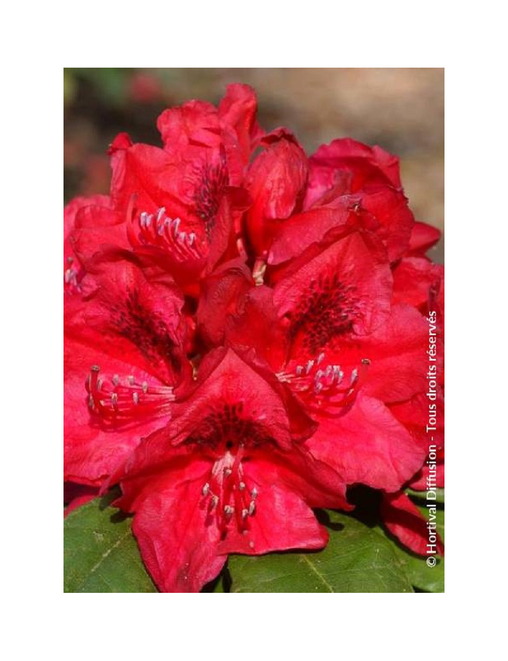 RHODODENDRON LORD ROBERTS