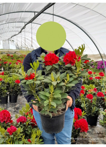 RHODODENDRON LORD ROBERTS En pot de 7-10 litres