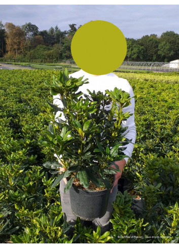 RHODODENDRON MADAME MASSON En pot de 7-10 litres