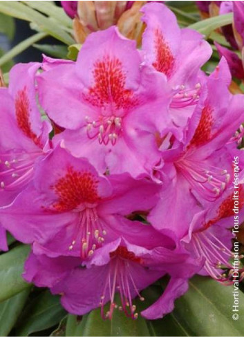 RHODODENDRON RED EYE