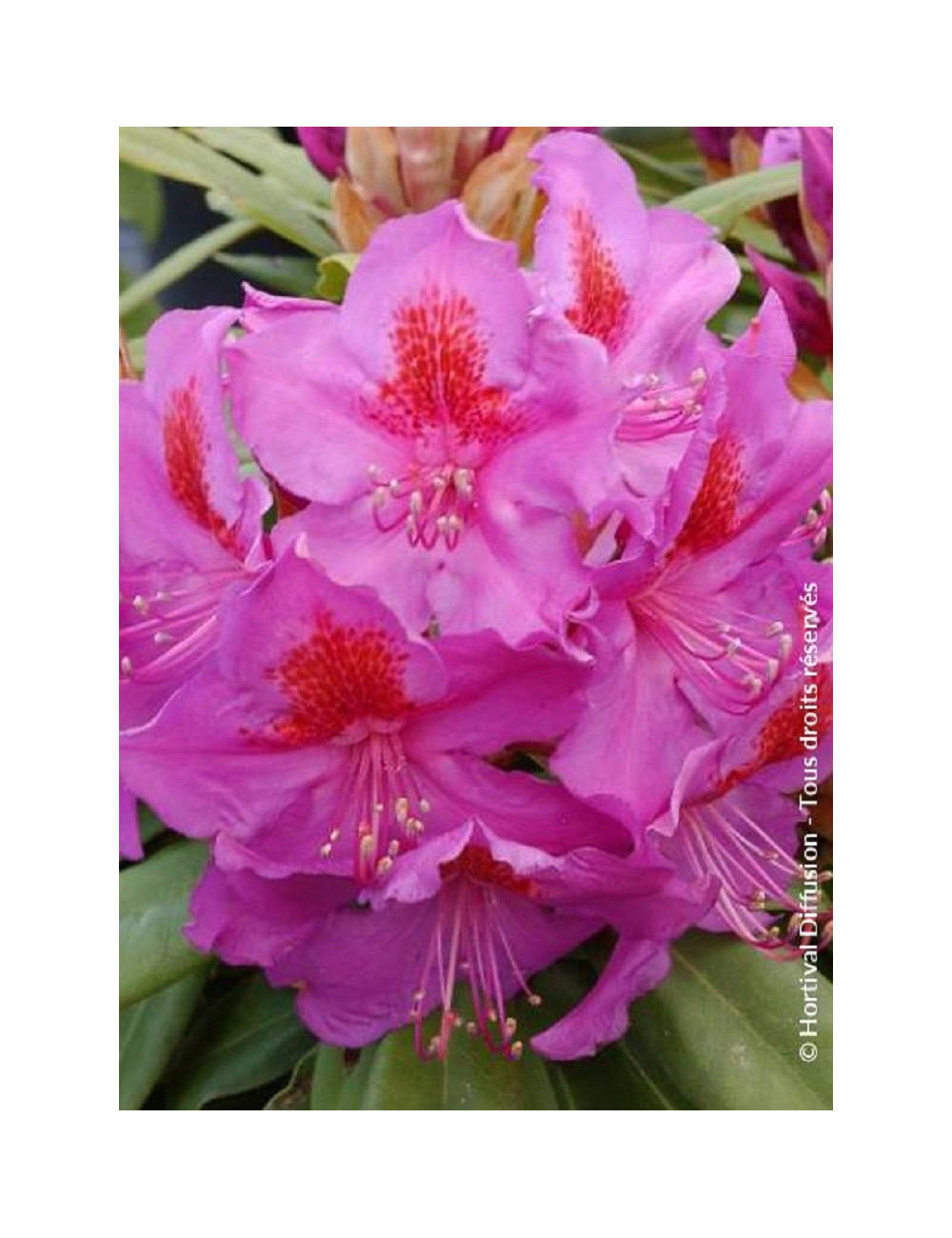 RHODODENDRON RED EYE