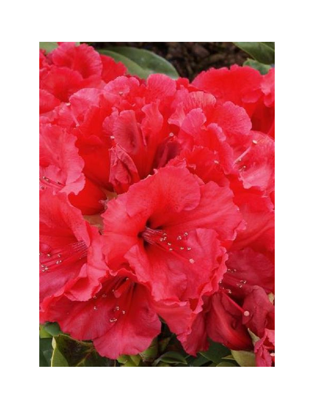 RHODODENDRON RED JACK