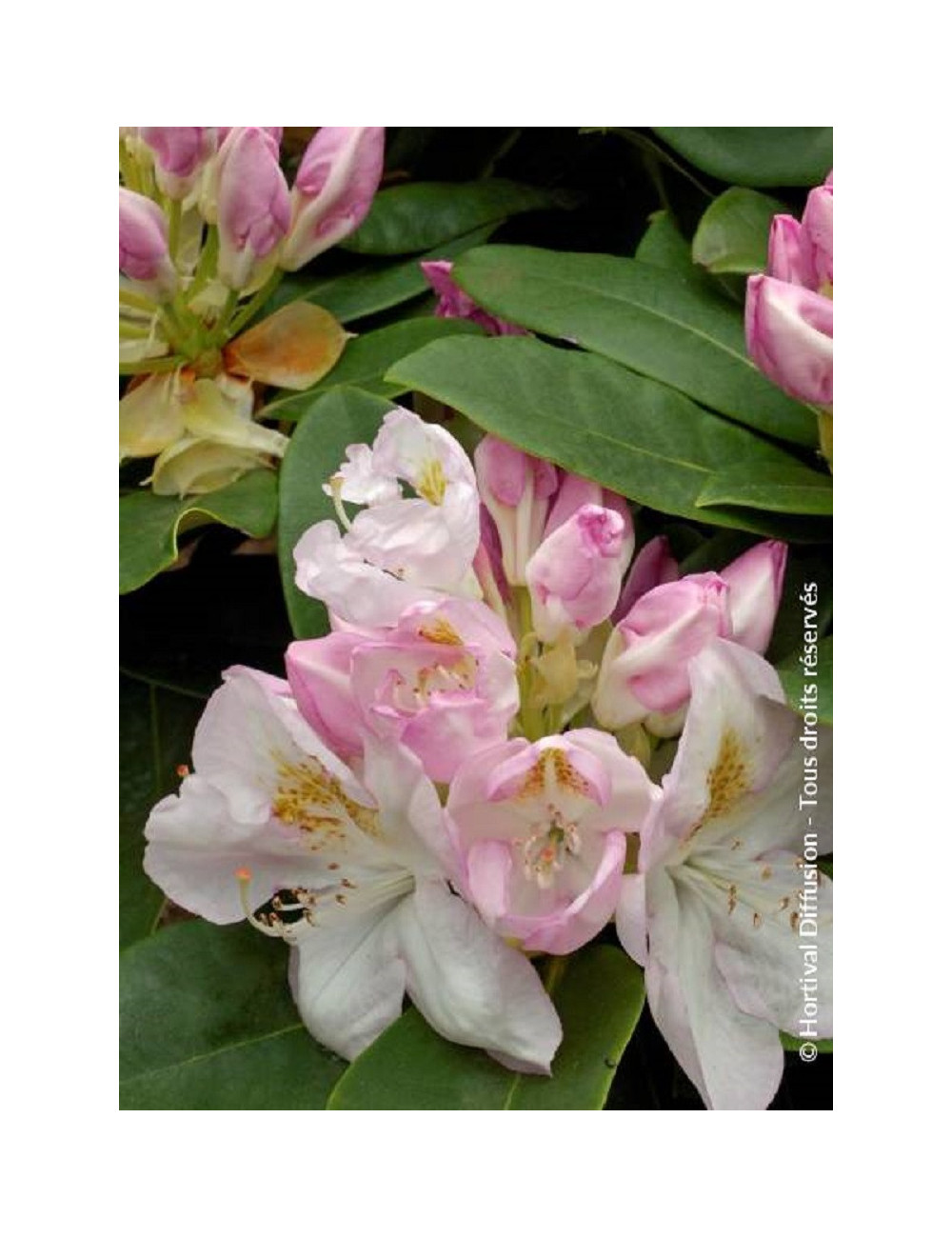 RHODODENDRON GOMER WATERER