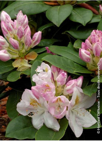 RHODODENDRON GOMER WATERER