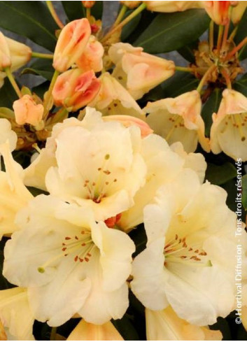 RHODODENDRON HORIZON MONARCH