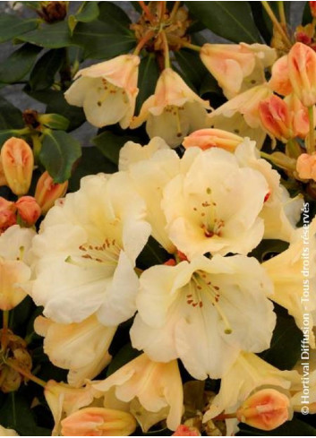 RHODODENDRON HORIZON MONARCH