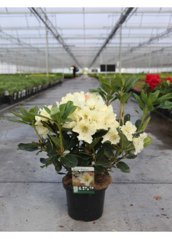 RHODODENDRON HORIZON MONARCH En pot de 7-10 litres