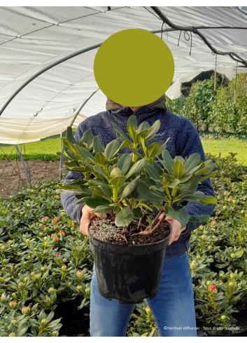 RHODODENDRON HORIZON MONARCH En pot de 7-10 litres