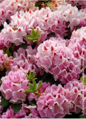 RHODODENDRON FURNIVALL'S DAUGHTER