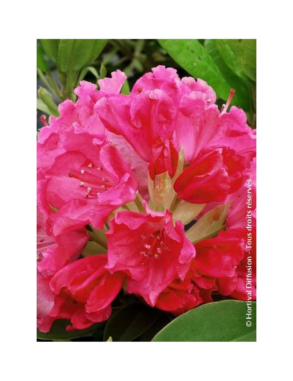 RHODODENDRON GERMANIA