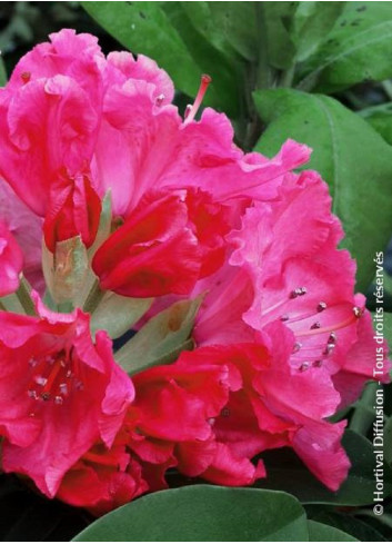 RHODODENDRON GERMANIA