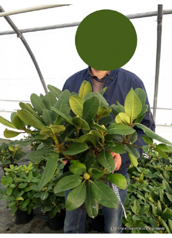 RHODODENDRON GERMANIA En pot de 7-10 litres