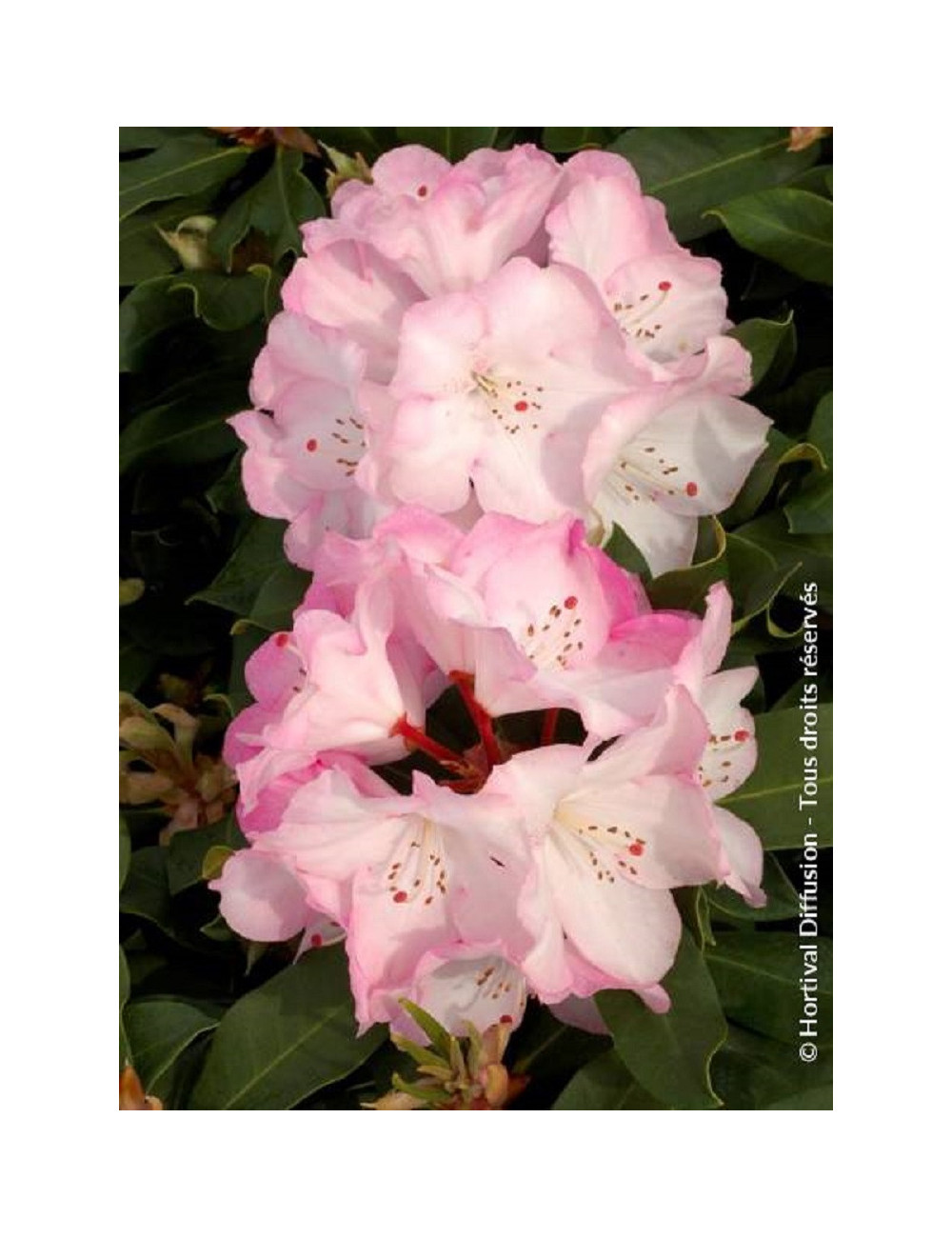 RHODODENDRON LEM'S MONARCH