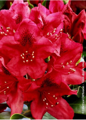 RHODODENDRON NOVA ZEMBLA