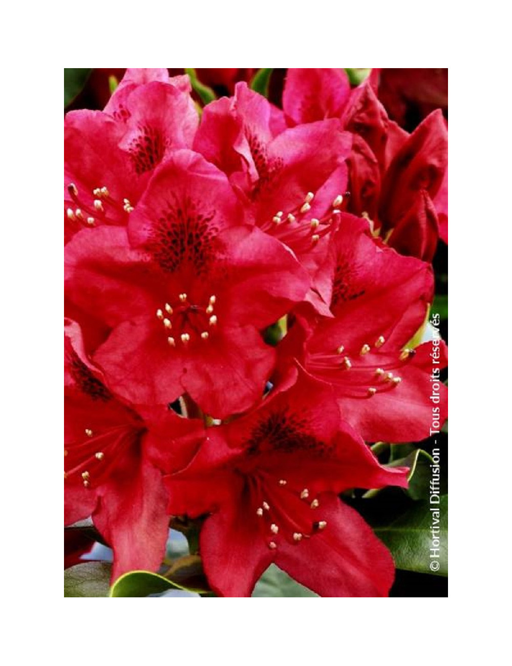 RHODODENDRON NOVA ZEMBLA