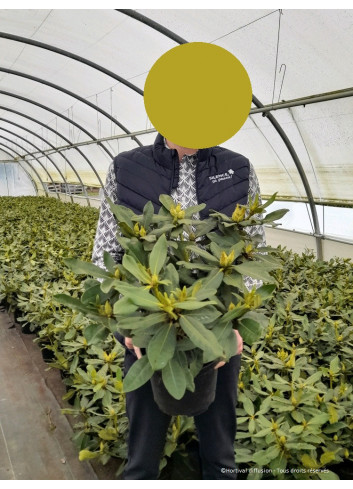 RHODODENDRON NOVA ZEMBLA En pot de 4-5 litres