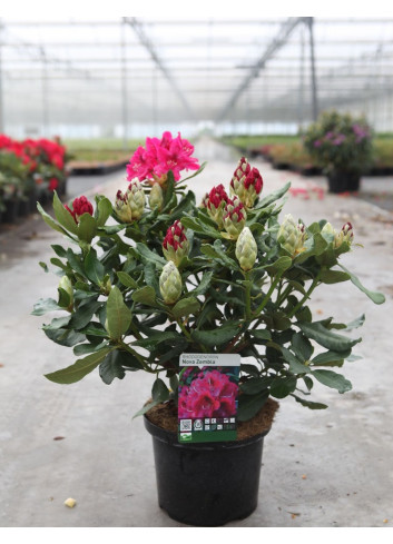 RHODODENDRON NOVA ZEMBLA En pot de 7-10 litres