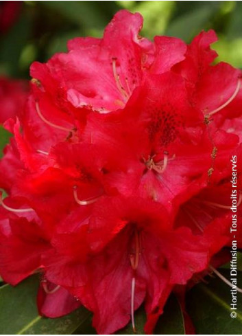 RHODODENDRON WILGENS RUBY