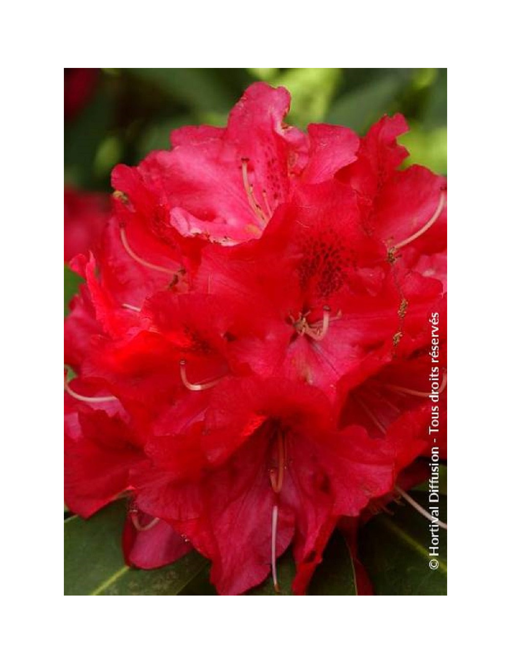 RHODODENDRON WILGENS RUBY