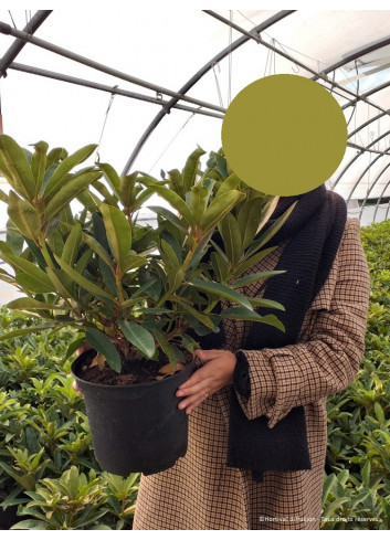 RHODODENDRON WILGENS RUBY En pot de 7-10 litres