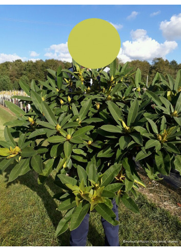 RHODODENDRON WILGENS RUBY En pot de 15-20 litres