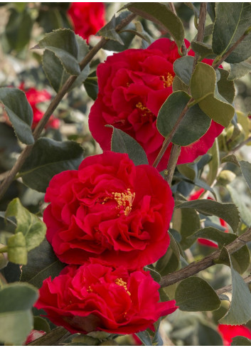 CAMELLIA japonica KRAMER'S SUPREME