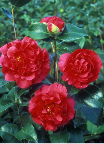 CAMELLIA japonica KRAMER'S SUPREME