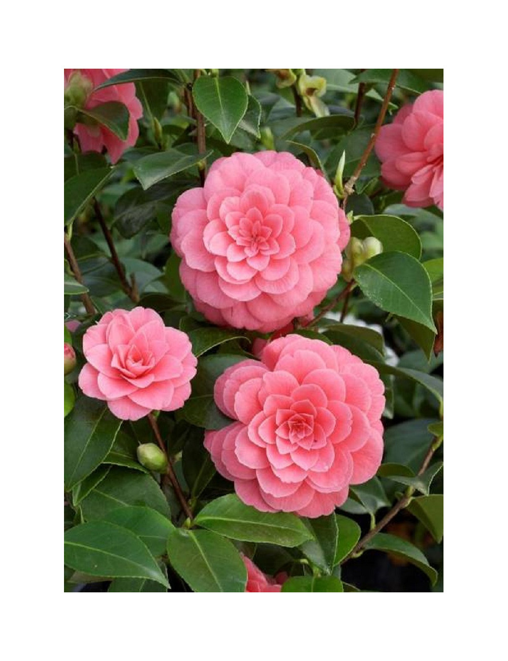 CAMELLIA japonica MISS TINGLEY