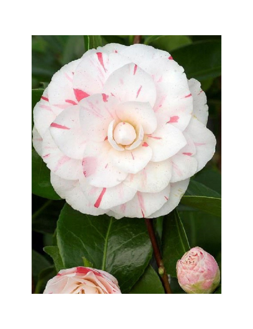 CAMELLIA japonica CONTESSA LAVINIA MAGGI