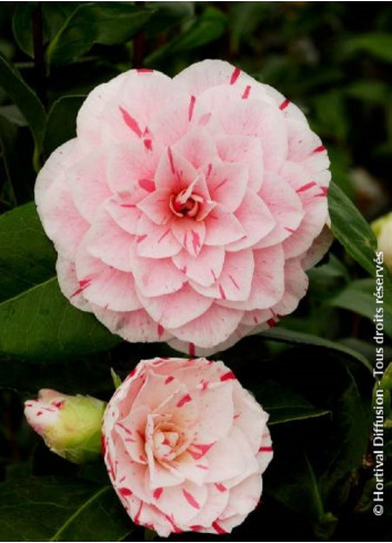 CAMELLIA japonica CONTESSA LAVINIA MAGGI