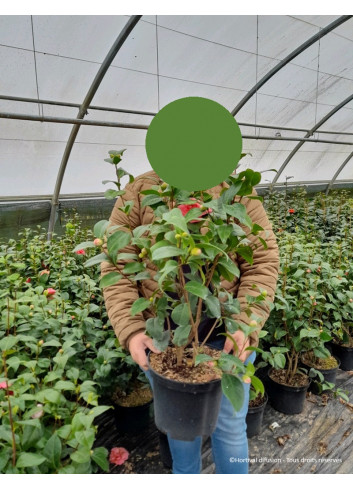 CAMELLIA japonica En pot de 7-10 litres