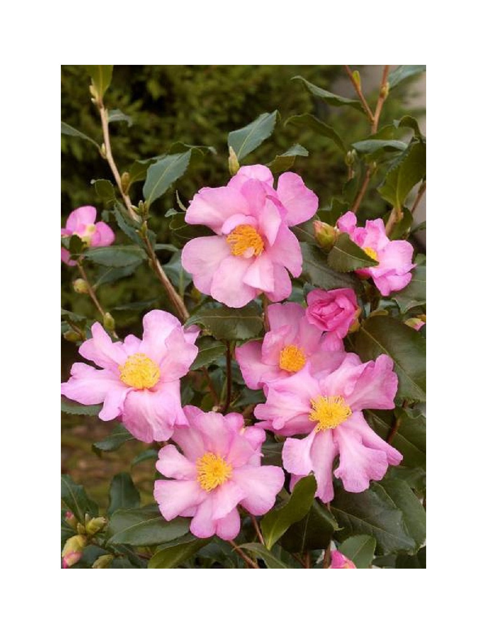 CAMELLIA sasanqua ROSE