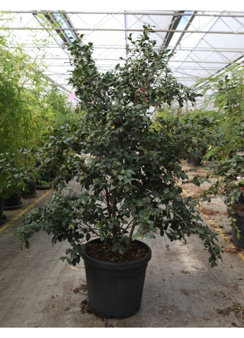 CAMELLIA sasanqua ROSE En pot de 35-50 litres