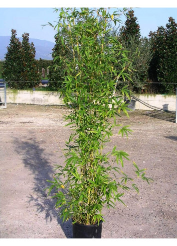 PHYLLOSTACHYS AUREA En pot de 15-20 litres