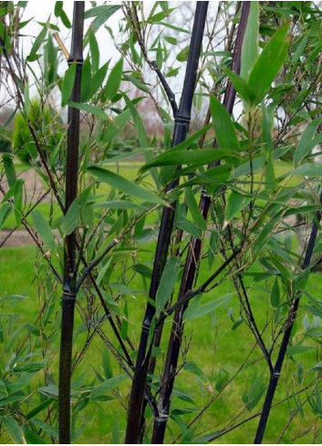 PHYLLOSTACHYS NIGRA