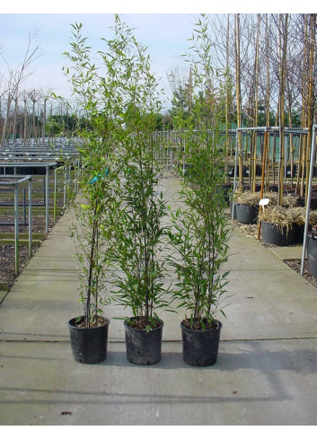 PHYLLOSTACHYS NIGRA En pot de 10-12 litres