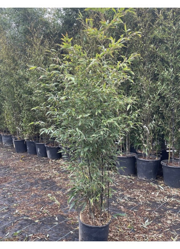 PHYLLOSTACHYS NIGRA En pot de 15-20 litres