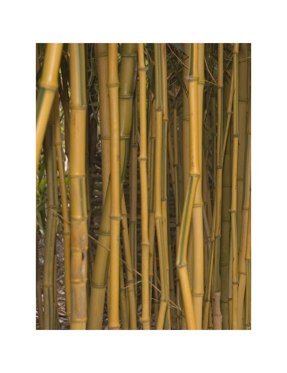 PHYLLOSTACHYS aureosulcata SPECTABILIS