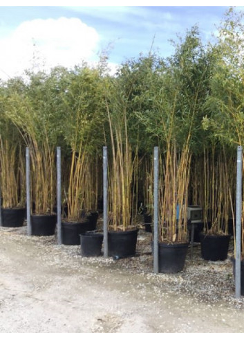 PHYLLOSTACHYS aureosulcata SPECTABILIS