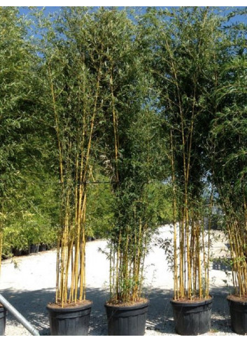 PHYLLOSTACHYS aureosulcata SPECTABILIS