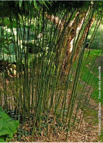 PHYLLOSTACHYS BISSETII