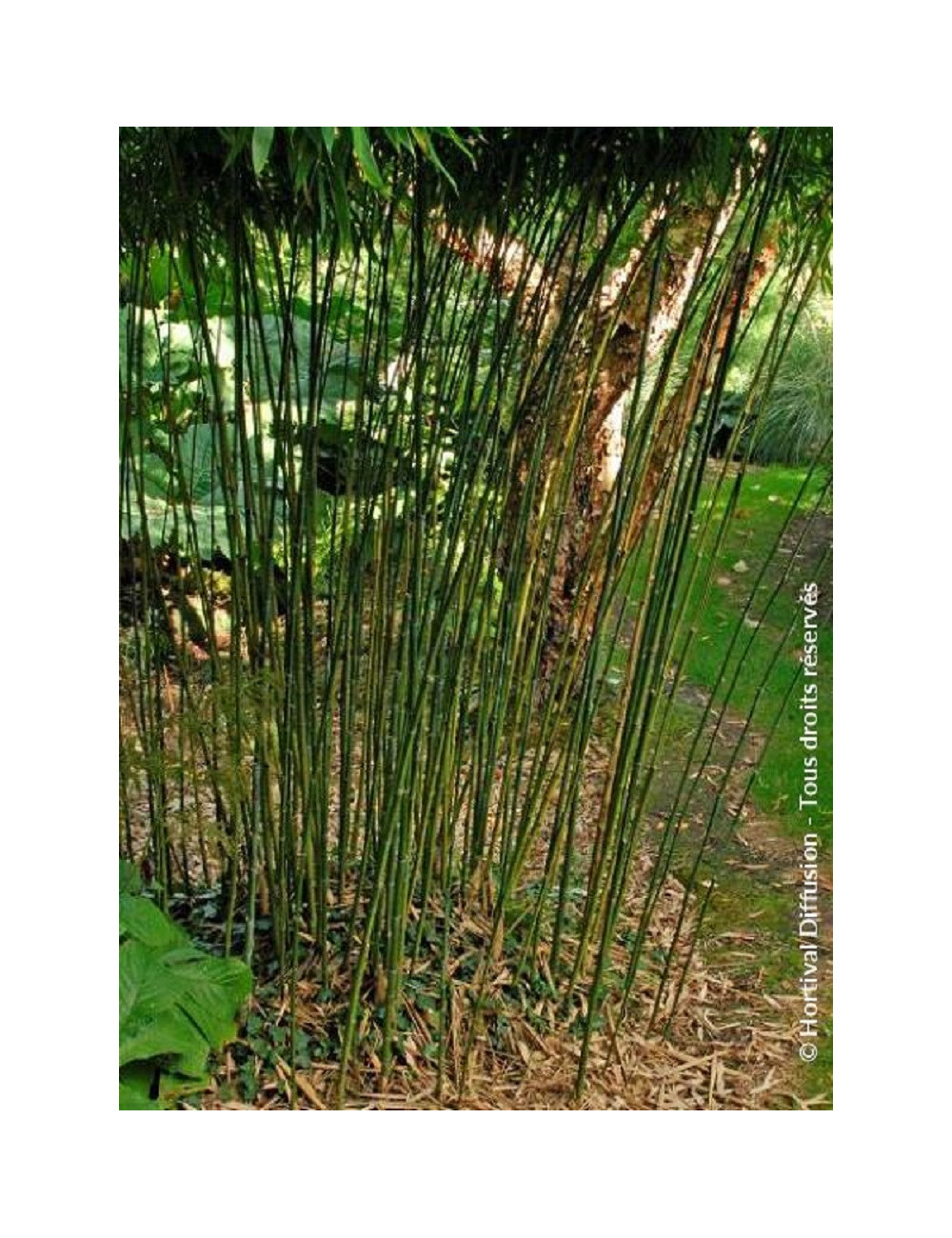 PHYLLOSTACHYS BISSETII