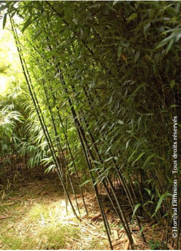 PHYLLOSTACHYS BISSETII