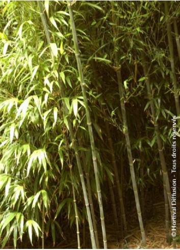 PHYLLOSTACHYS BISSETII