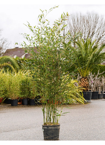 PHYLLOSTACHYS BISSETII En pot de 15-20 litres