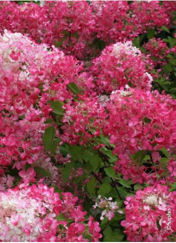 HYDRANGEA paniculata DIAMANT ROUGE