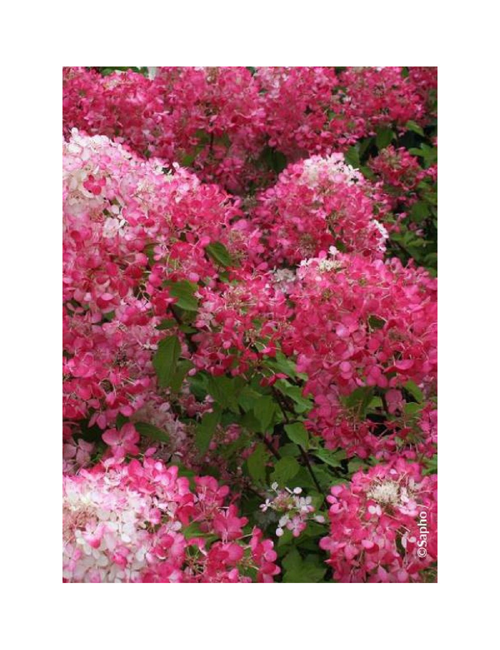 HYDRANGEA paniculata DIAMANT ROUGE